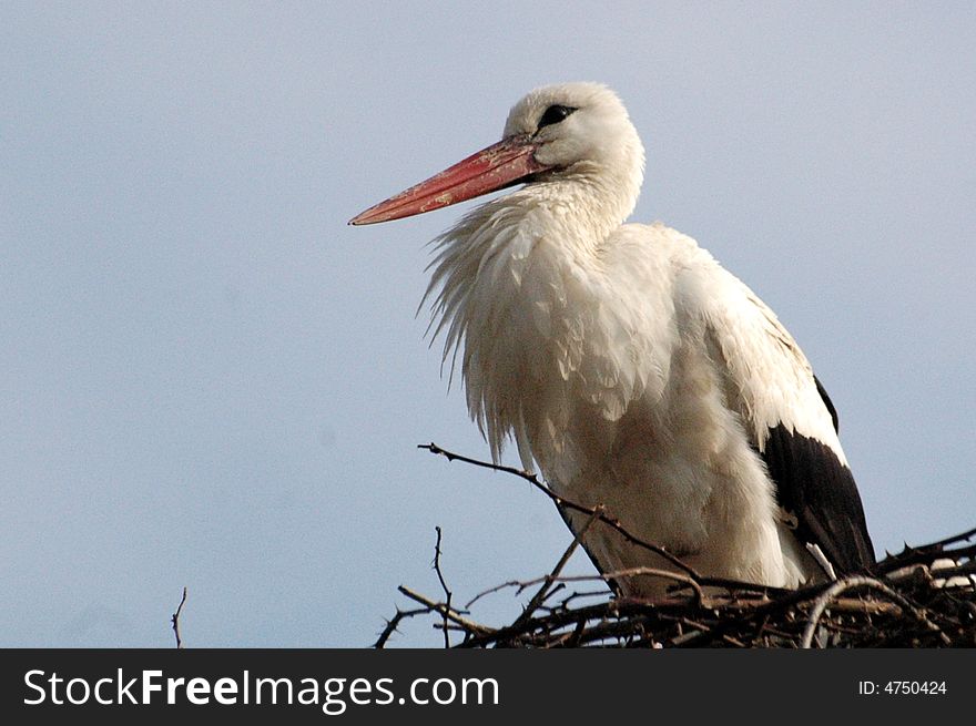 Stork In His Nest