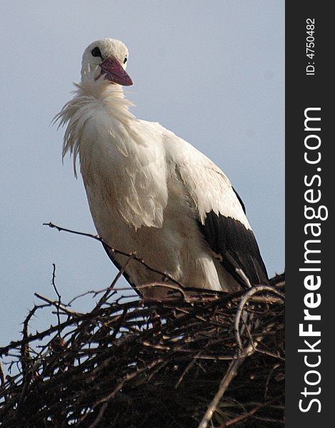 Stork in his nest