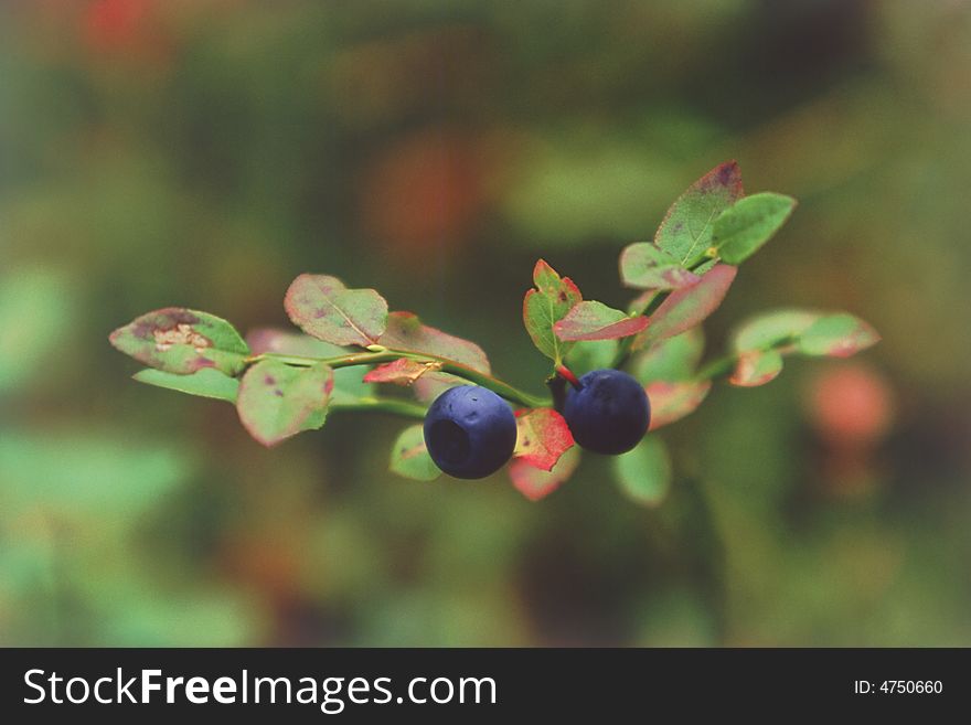 Two berries of bilberry close up. Photo.