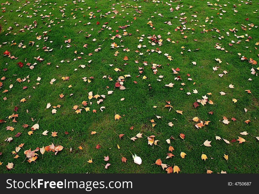 Colorful fallen leaves on the green meadow. Colorful fallen leaves on the green meadow.