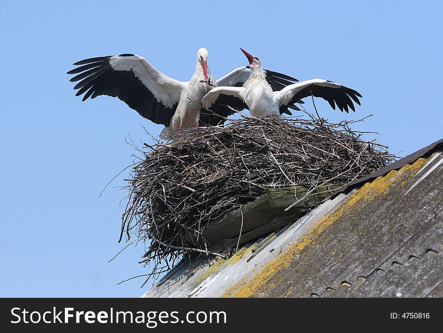Storks in nest on grey roof. Storks in nest on grey roof