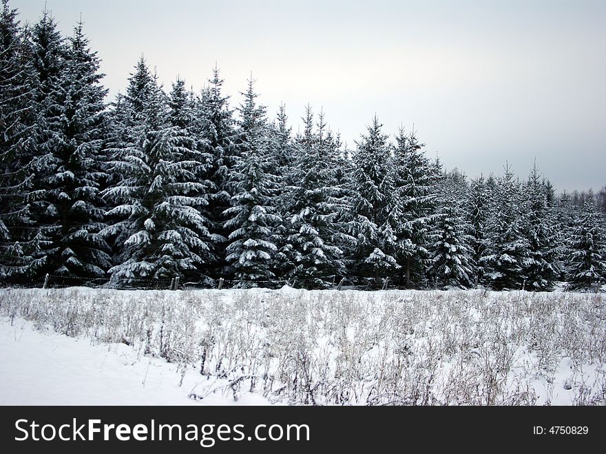 Beautiful winter scene near the forest. Beautiful winter scene near the forest