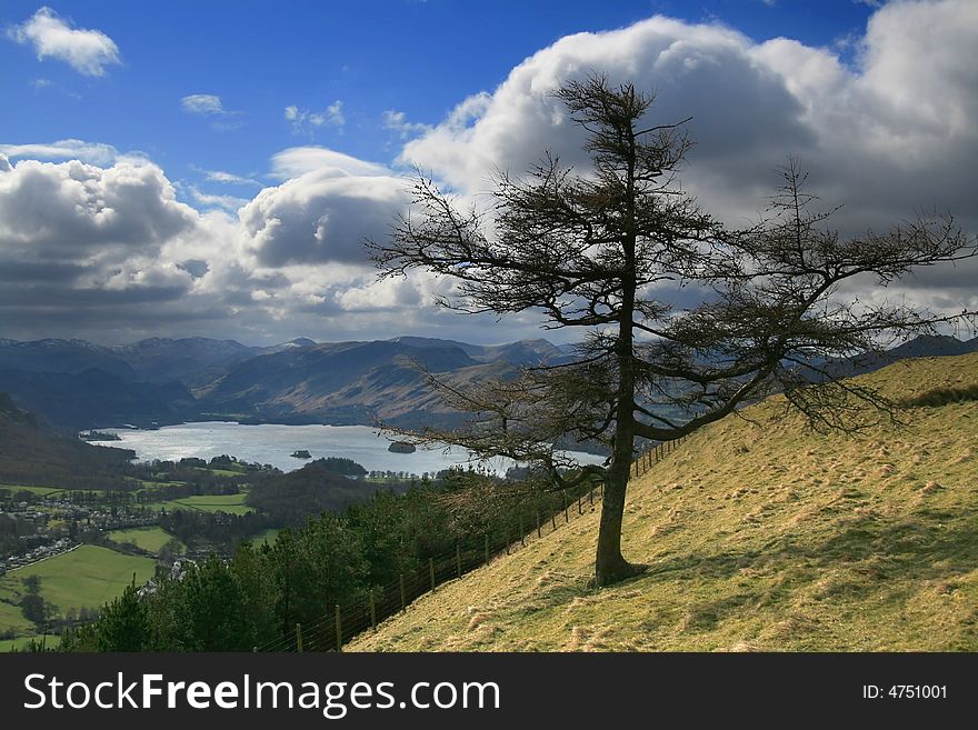 Solitary Tree Above Derwent Water