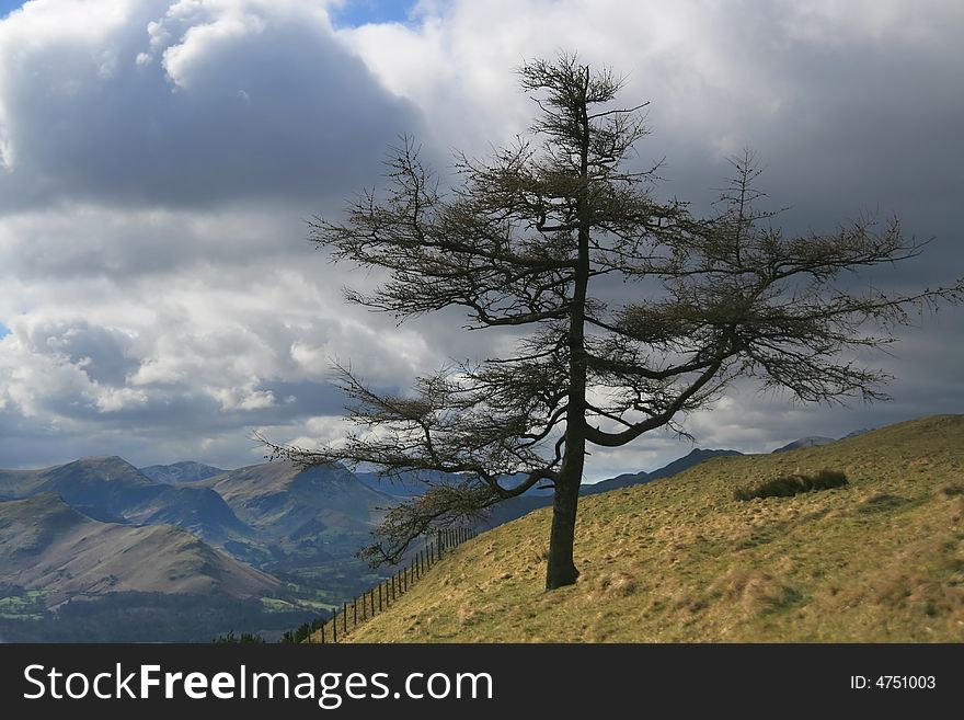 A solitary tree on a hillside with dramatic sky and mountain background