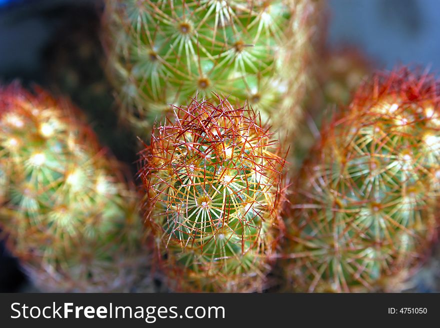 Little cactus looks like finger. Little cactus looks like finger