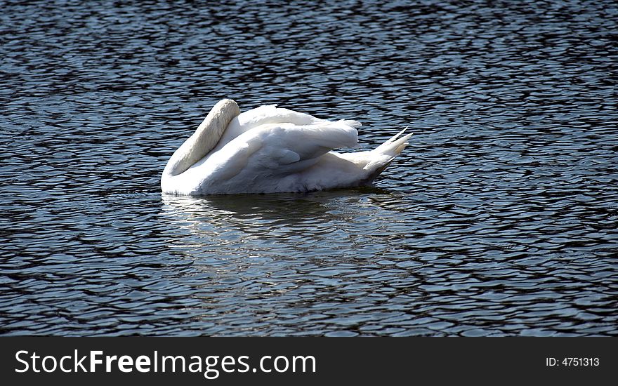The swan in small pond in park. The swan in small pond in park.
