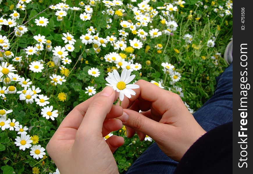 The augury of daisy is tradition in spring. The augury of daisy is tradition in spring