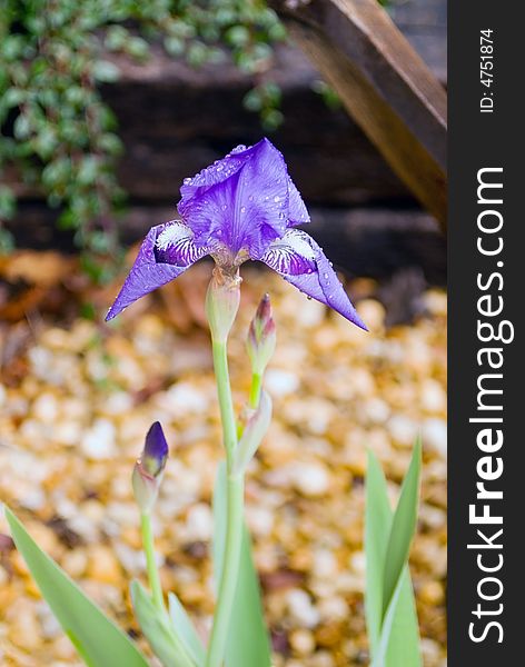 Purple Iris in Rock Garden