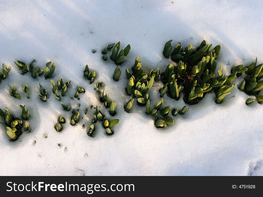 Flowers in  the snow - force of aspiration to the sun