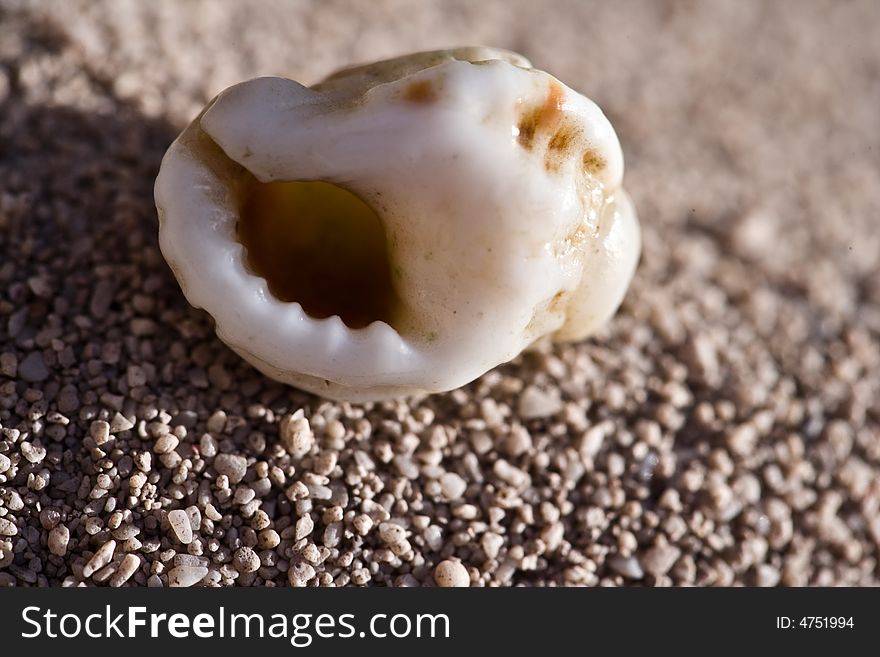 Small Sea Shell On A The Shore Of A Beach