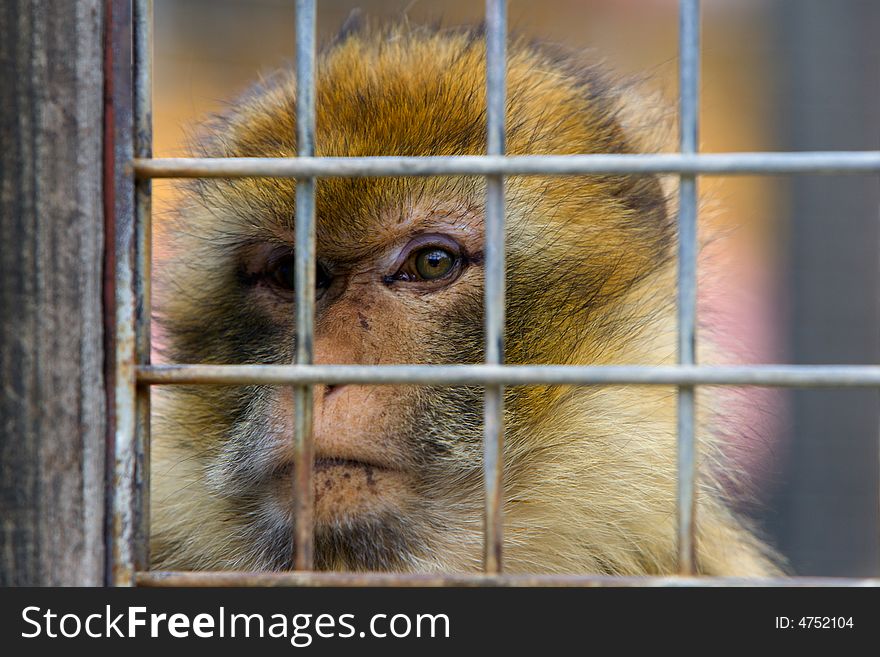 Face of a monkey in a jail. Face of a monkey in a jail