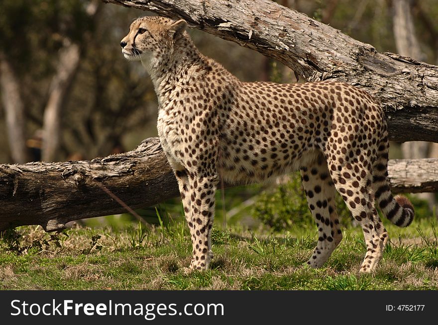 Young femaile cheetah ready for anything. Young femaile cheetah ready for anything