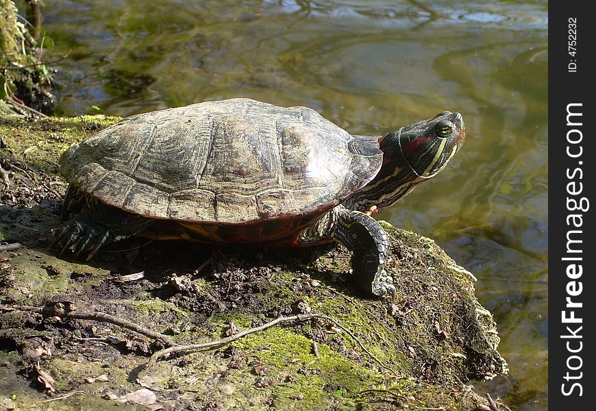 Turtle is resting at lake waterside during spring afternoon