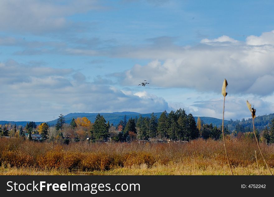 Marshes In The Autumn