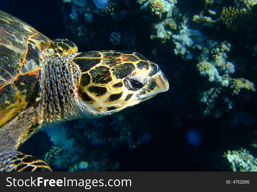 The picture is taken at the Thomas reef, near Tiran island (Red sea, Egypt). The picture is taken at the Thomas reef, near Tiran island (Red sea, Egypt)