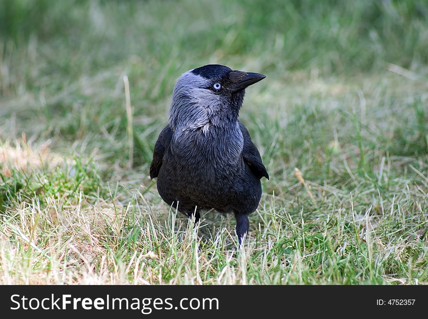 Little rook looking to you!