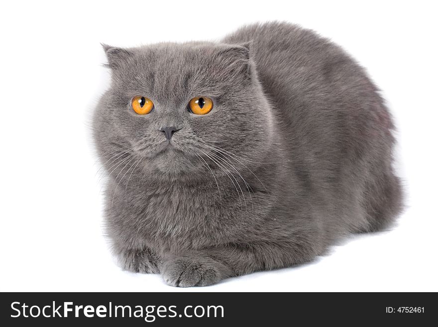 Scottish fold cat grey furry plushy