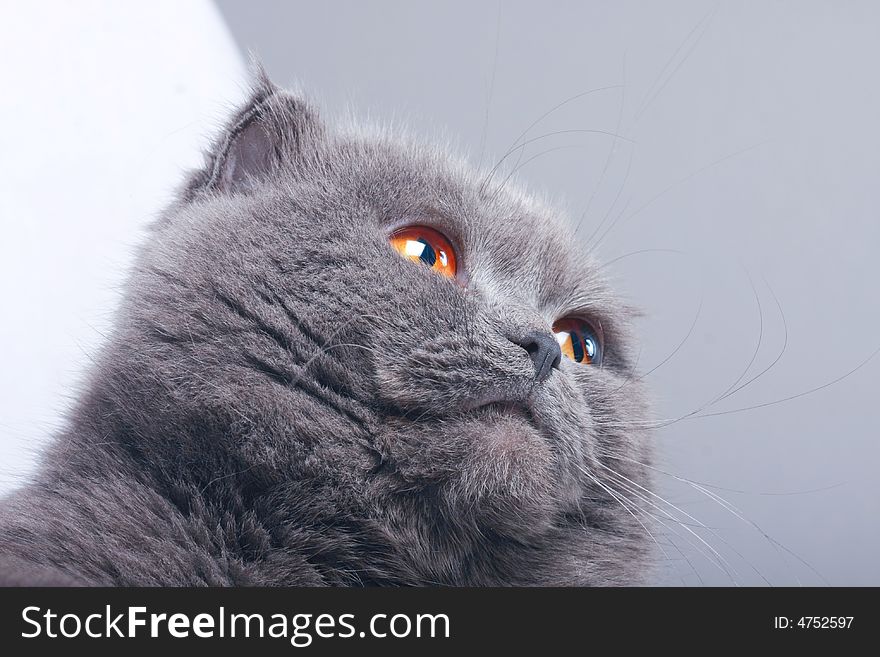 Scottish fold cat grey furry plushy