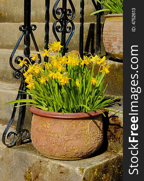 Pot with daffodils on the stairs