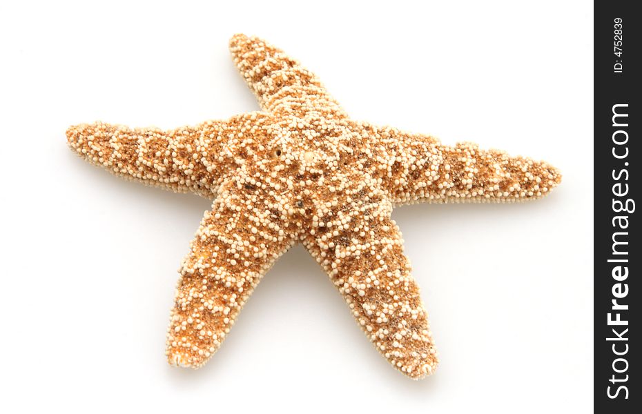 Starfish from oceans deep water on white background. Starfish from oceans deep water on white background