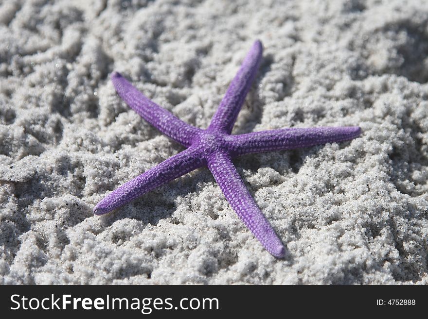 Purple starfish from the ocean on sandy beach