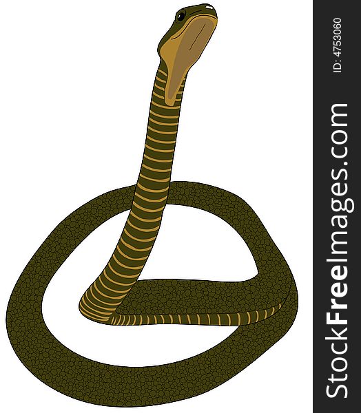 Vector illustration of the snake