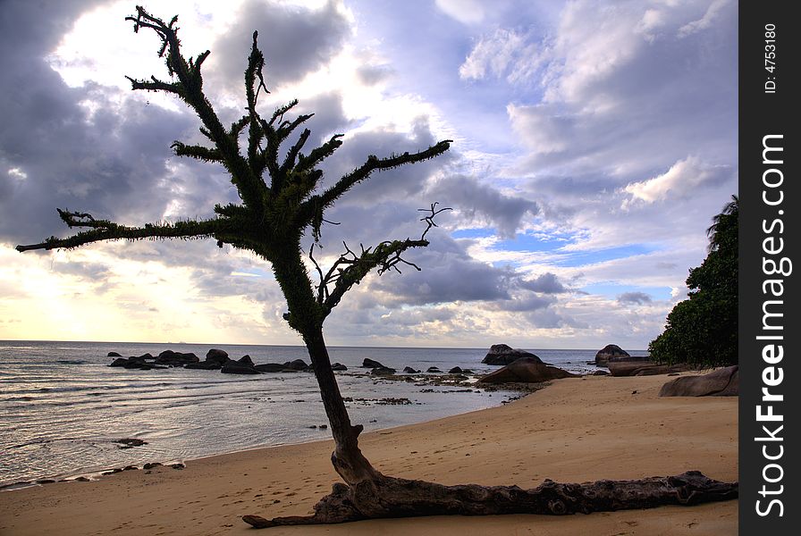 A lonely tree on a paradise like beach, the tree has been sanded by the waves for many years. A lonely tree on a paradise like beach, the tree has been sanded by the waves for many years.