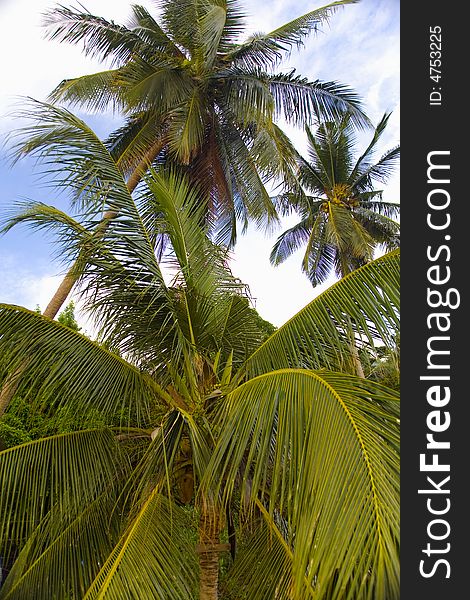 Beautiful green coconut palm trees photographed before a cloudy sky.