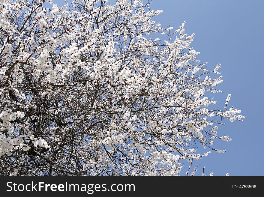 The Blossoming Spring Season in the Tajikistan