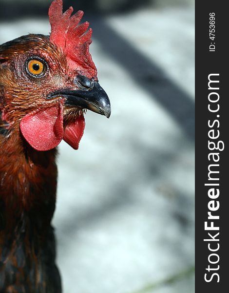 A portrait of funny black hen. A portrait of funny black hen