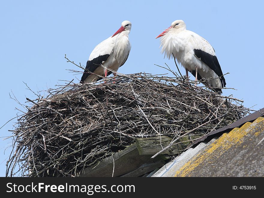 Storks in nest on roof