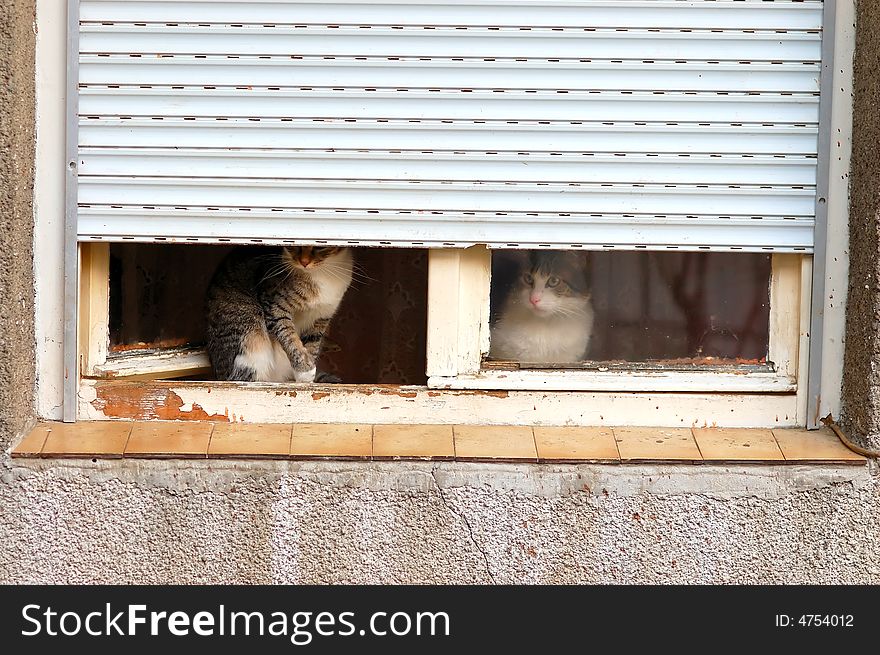 Pair of cats on old window