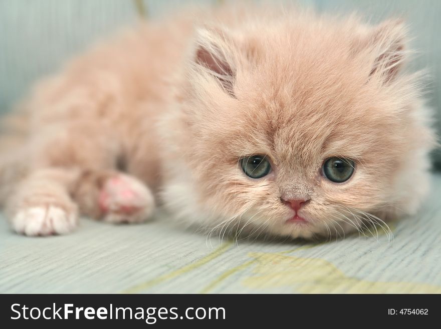 Nice Fluffy Kitten
