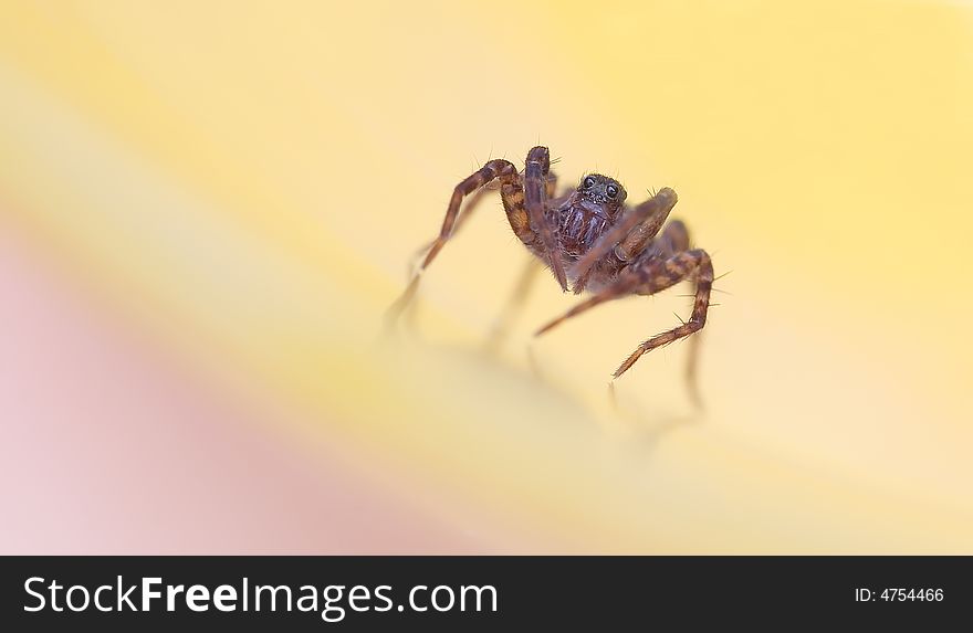 A small jumping spider with 4 big eyes staring at you on a multi colored pastel background