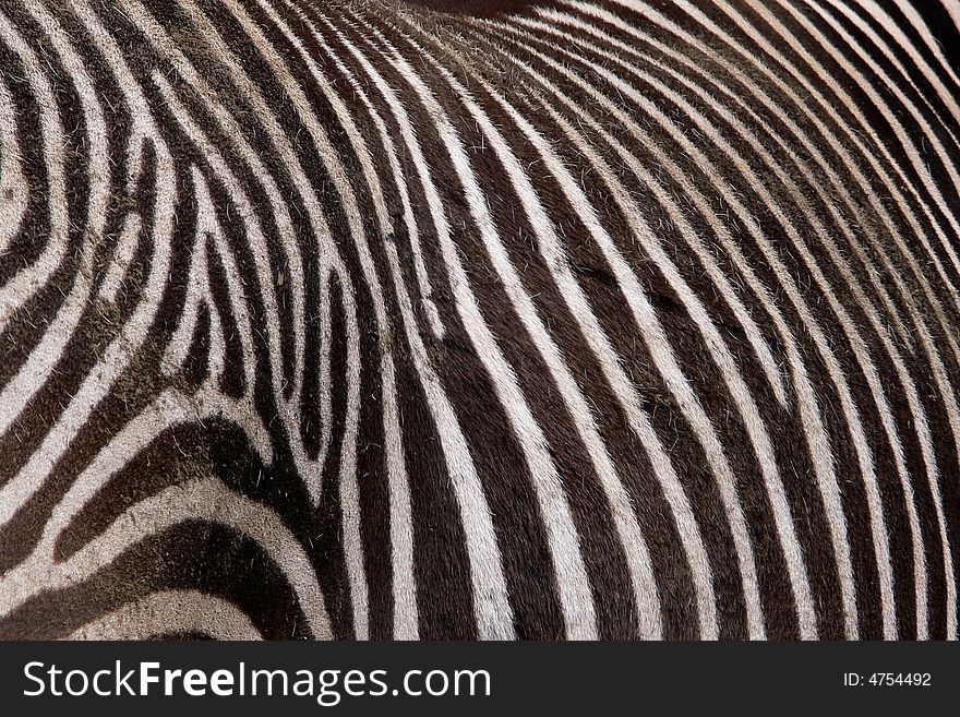 Grevy`s zebra Africa wild natur