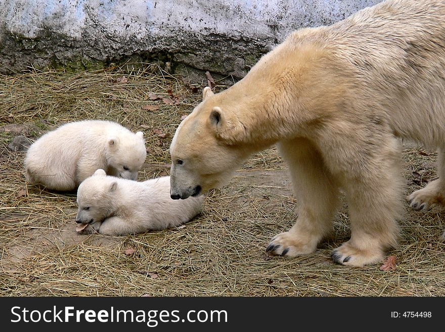 Sea bear with young polar