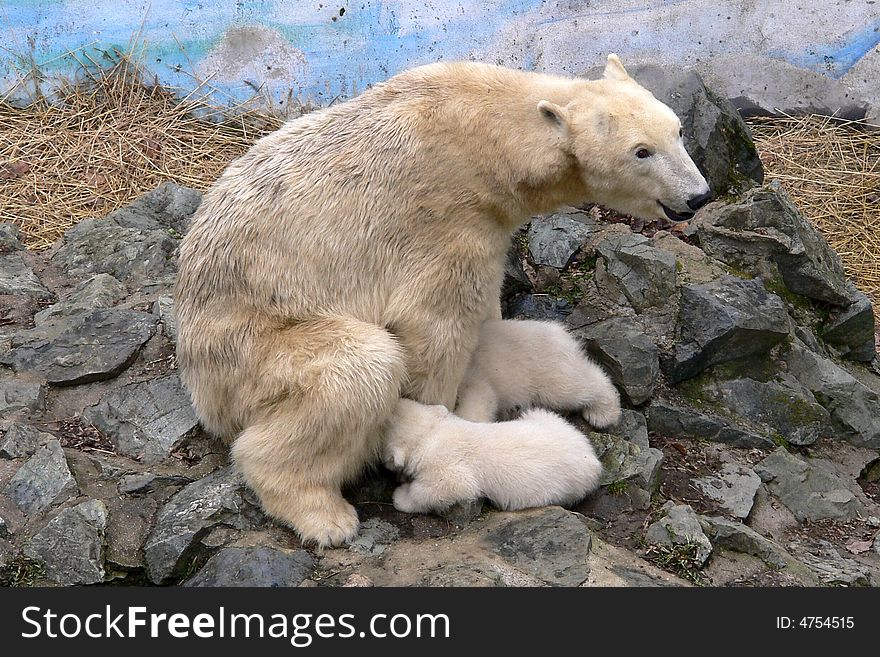 Polar sea bear with young