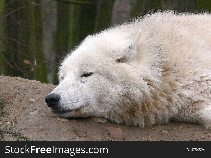 Canadian wolf sleeping white lupus