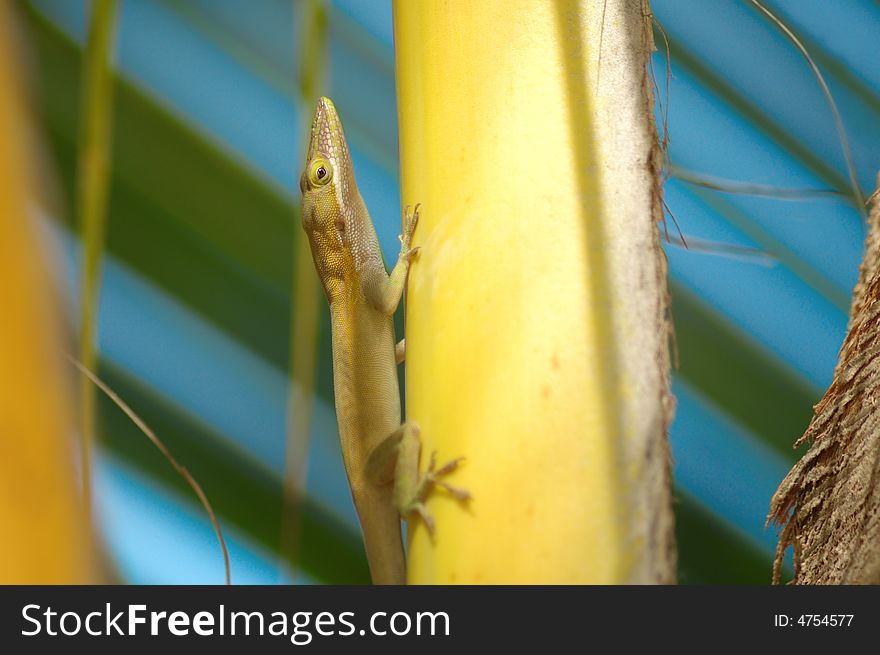 Detail of a green lizard on tropical vegetation. Detail of a green lizard on tropical vegetation