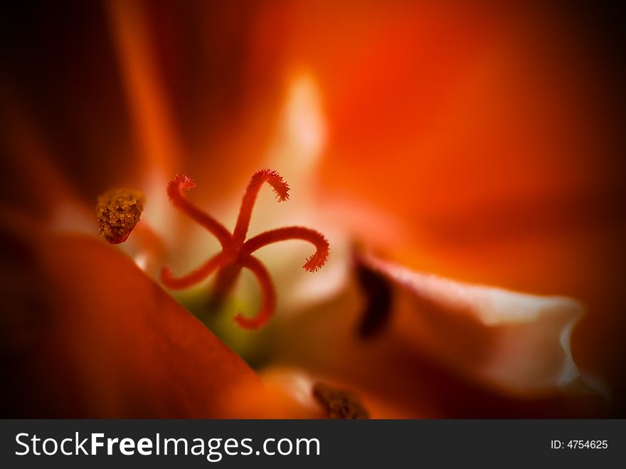 Red Flower Macro