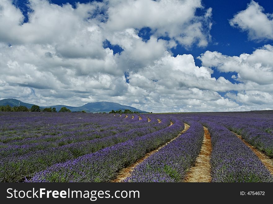 Image shows a lavender field in the Tasmania, photographed on a windy afternoon