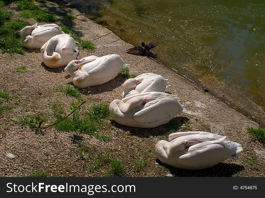 The pelicans sleeping at the sun