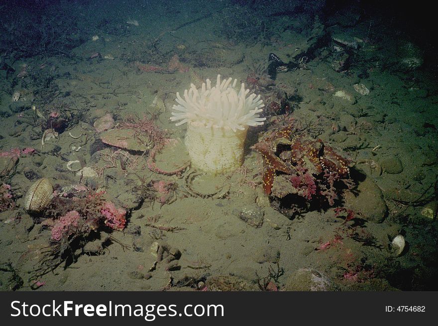 Underwater Life Of Kuril Islands