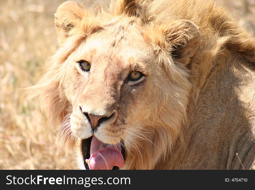 A lion licking his face