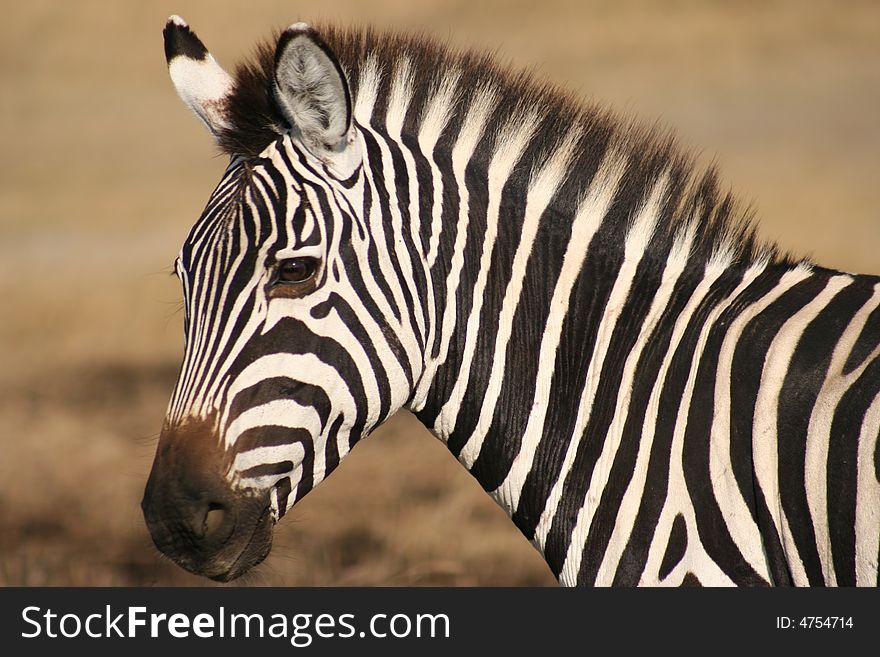 The face of a zebra