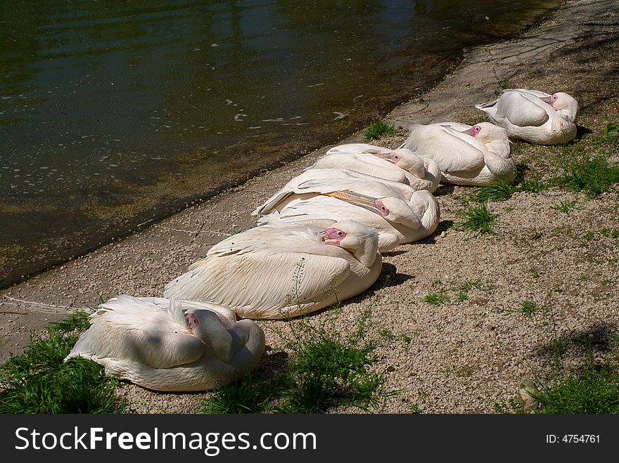 The pelicans sleeping at the sun