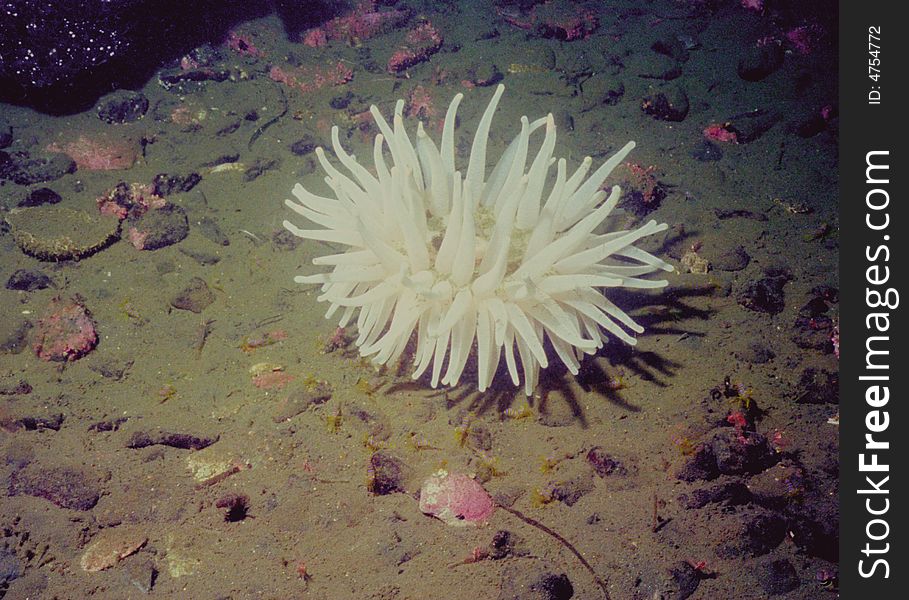 Underwater life of Kuril islands