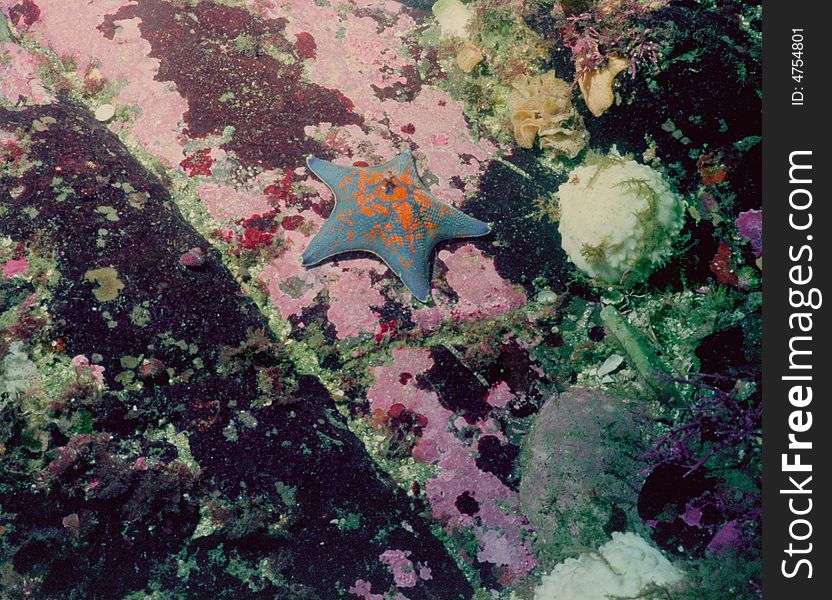 Underwater life of Kuril islands 26