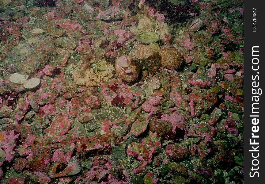 Underwater Life Of Kuril Islands