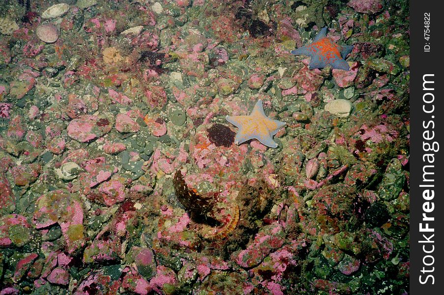 Underwater Life Of Kuril Islands